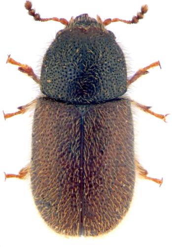 Rhopalodontus sp.